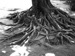 Überirdische Wurzeln eines Baumes